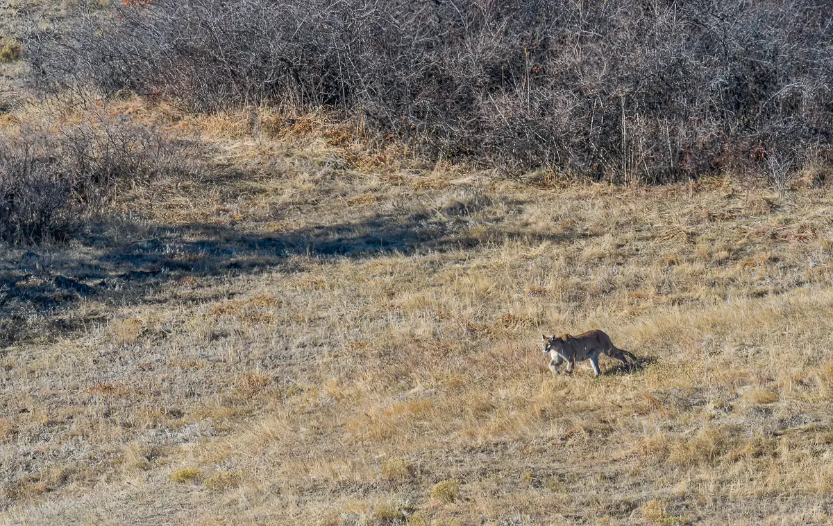 Mountain Lion Sighting on Wildlfie Tour near Estes Park
